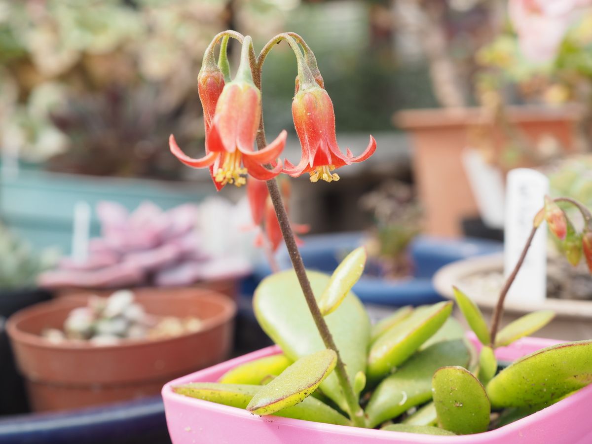 コチレドンの写真 by すてきなおじいちゃん ゴルビューの花