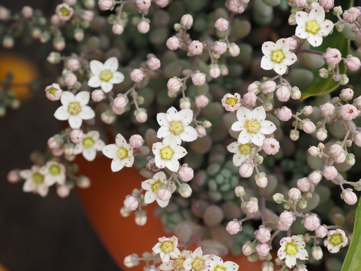 セダムの花