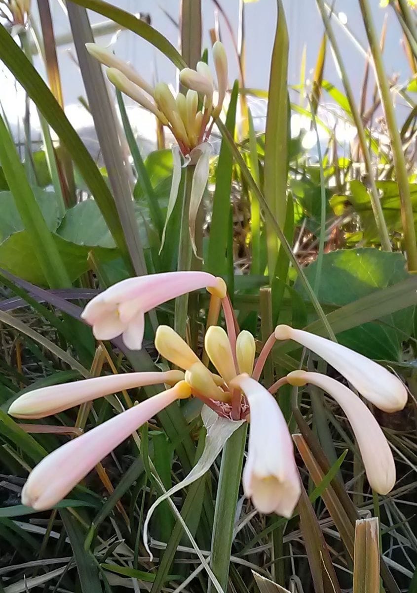 1/8散歩道、土手のキルタンサス・ピンクが2個開花していた。