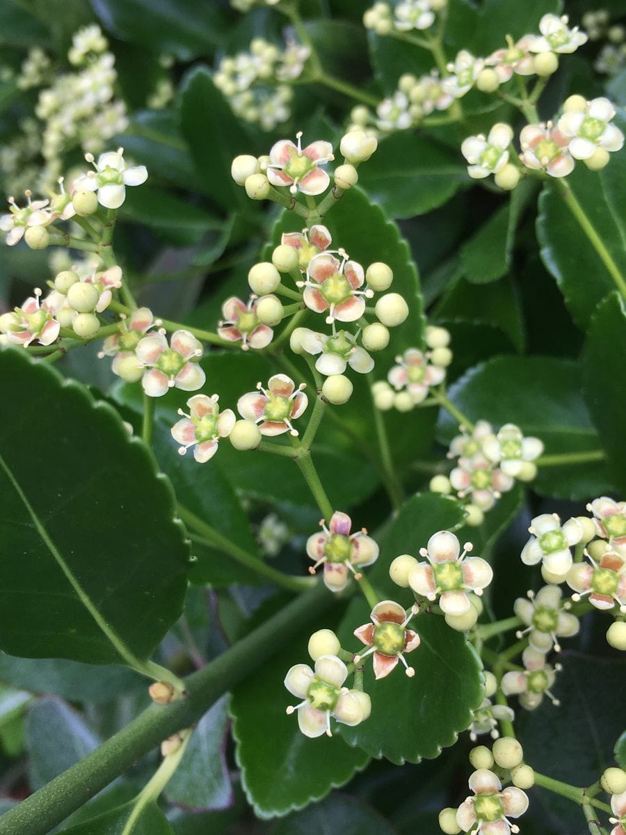 マサキの写真 by sn 何の花でしょう マサキの花と教えて頂きました