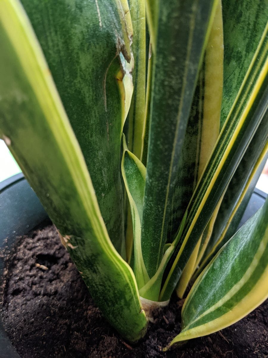 サンセべリアですが､新芽が 出ました(^o^)   なんか、花を咲かせるのも あるそうです