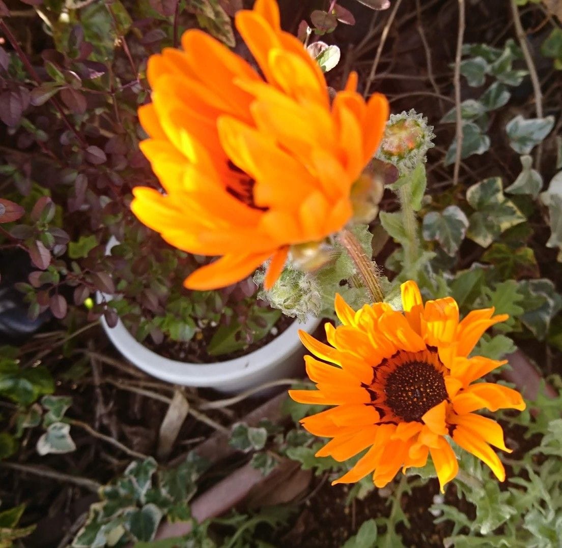 ベニジウム（ベニジューム）の写真 by 早花鬼 ベニジュームの花が咲いた💕 オレンジ色