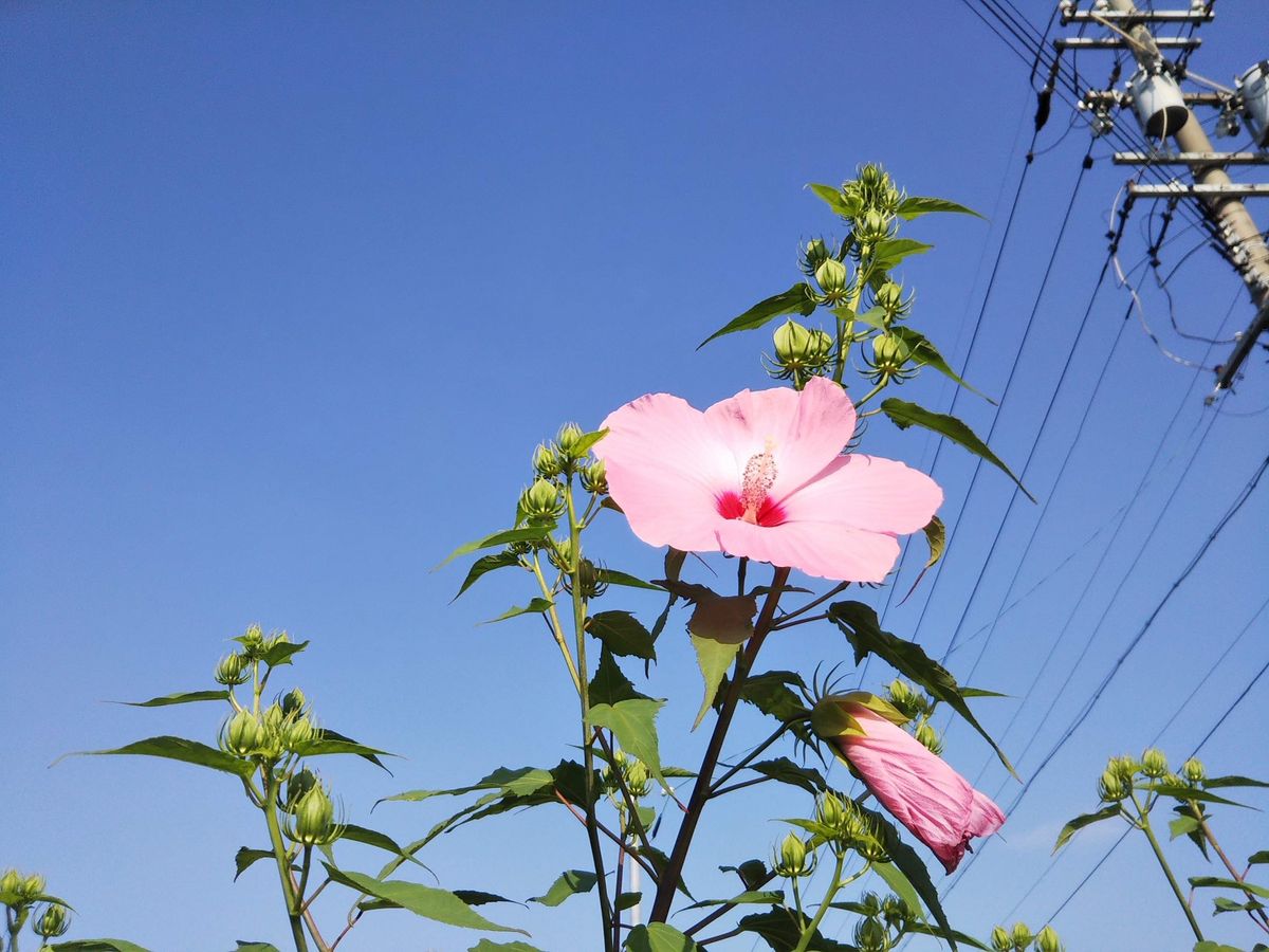 畑のタイタンビカス ピンク ２ｍ以上の所で咲いています。