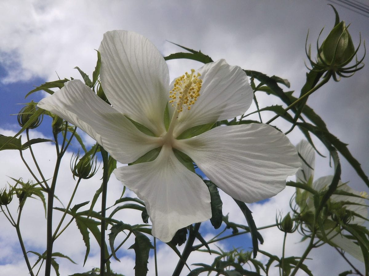 白花モミジアオイ