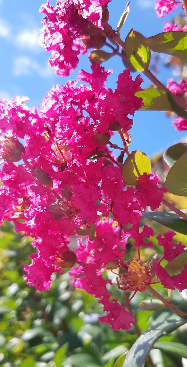 サルスベリの写真 by クール らんちゃん 百日紅💕  長く咲いてくれましたが 今年最後の