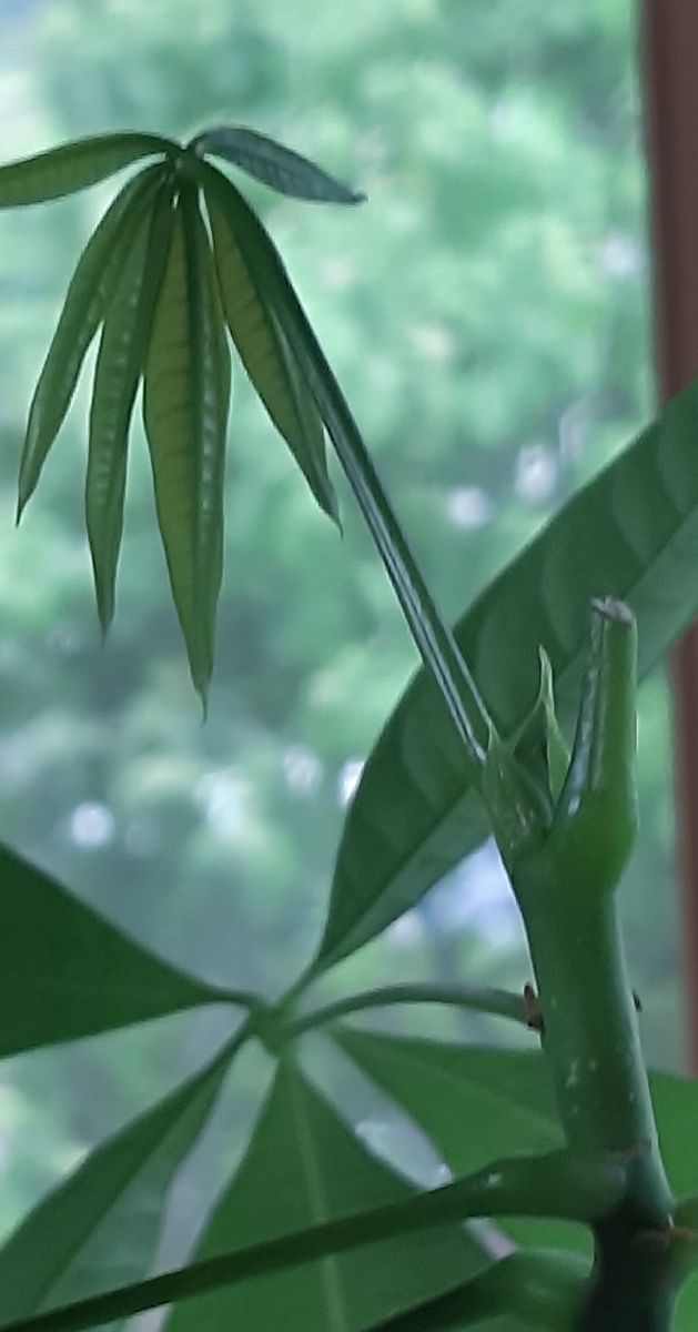 雨なので室内のグリーンを🌿 パキラが細々と伸びているので先端の1本を✂️しました。 新