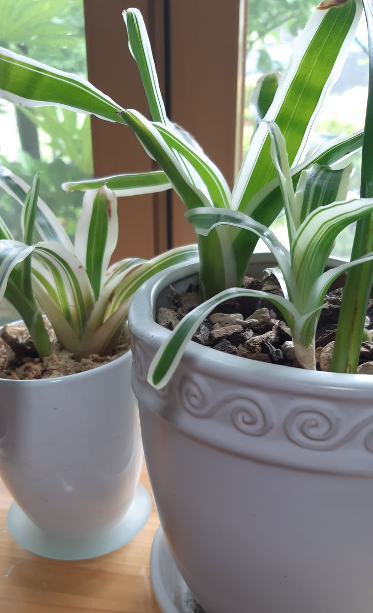 雨なので室内のグリーンを🌿 ネオレゲリアは子株が育ってきました👶