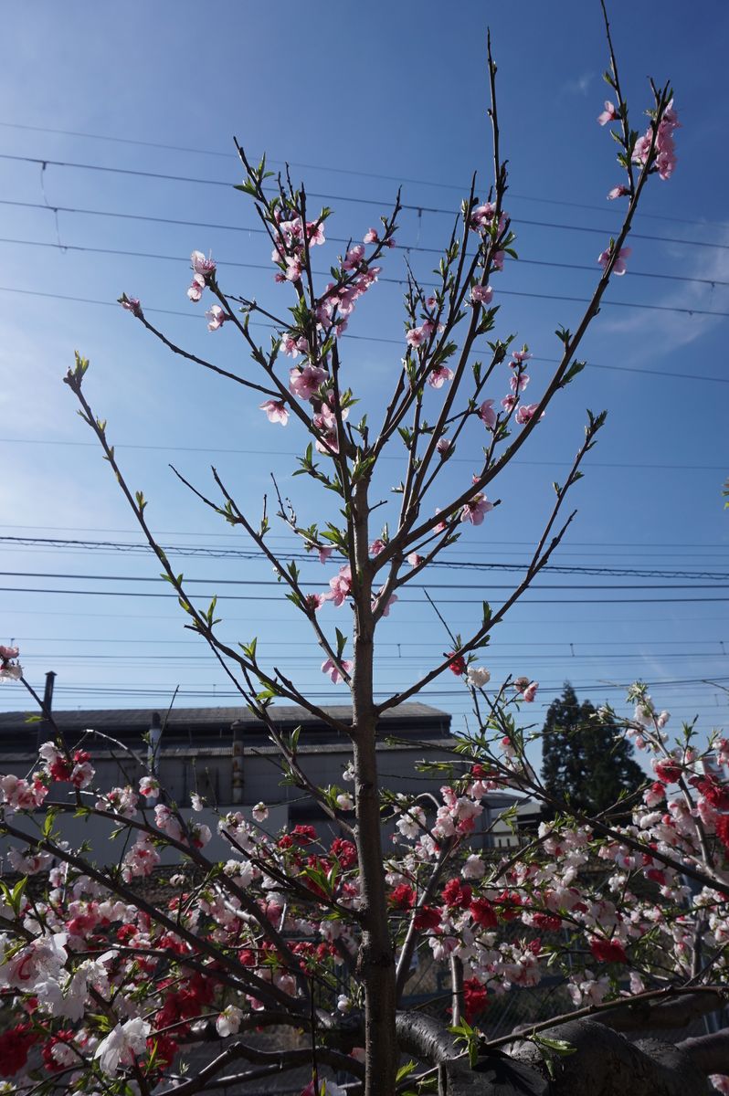 モモ（桃）の写真 by あめんぼ そして、翌年、ピンクの花を咲かせました。