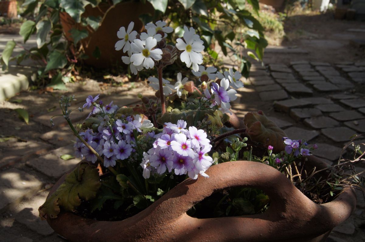 プリムラ・マラコイデスの写真 by 森の妖精 🏠昨日の庭から・・・🌺 プリムラ マラコイ