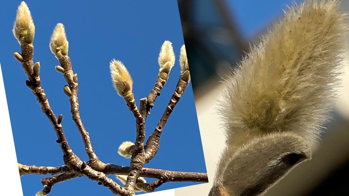 コブシの写真 by ジャノメエリカ 近くの公園のコブシは毛むくじゃらの蕾が元気いっぱ