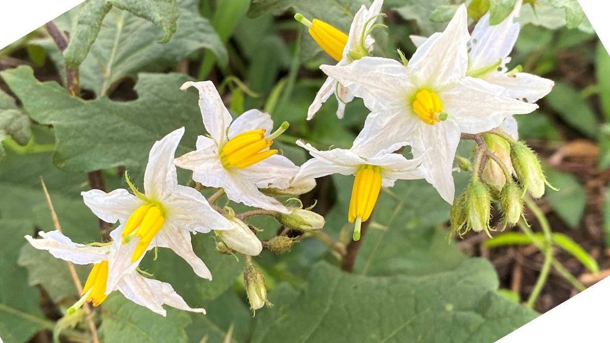 ワルナスビ（悪茄子）： ナス科ナス属 花色は白あるいは淡い紫。  茎に鋭い棘があるの