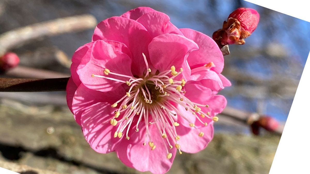 ウメ（花ウメ）の写真 by ジャノメエリカ ウメ＿ピンク色の花 バラ科サクラ属。  「忠