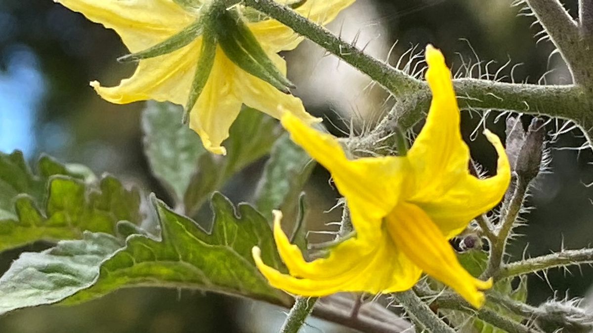 トマト 黄色 ナス科ナス属美しい ジャノメエリカの植物観察日記 のアルバム みんなの趣味の園芸