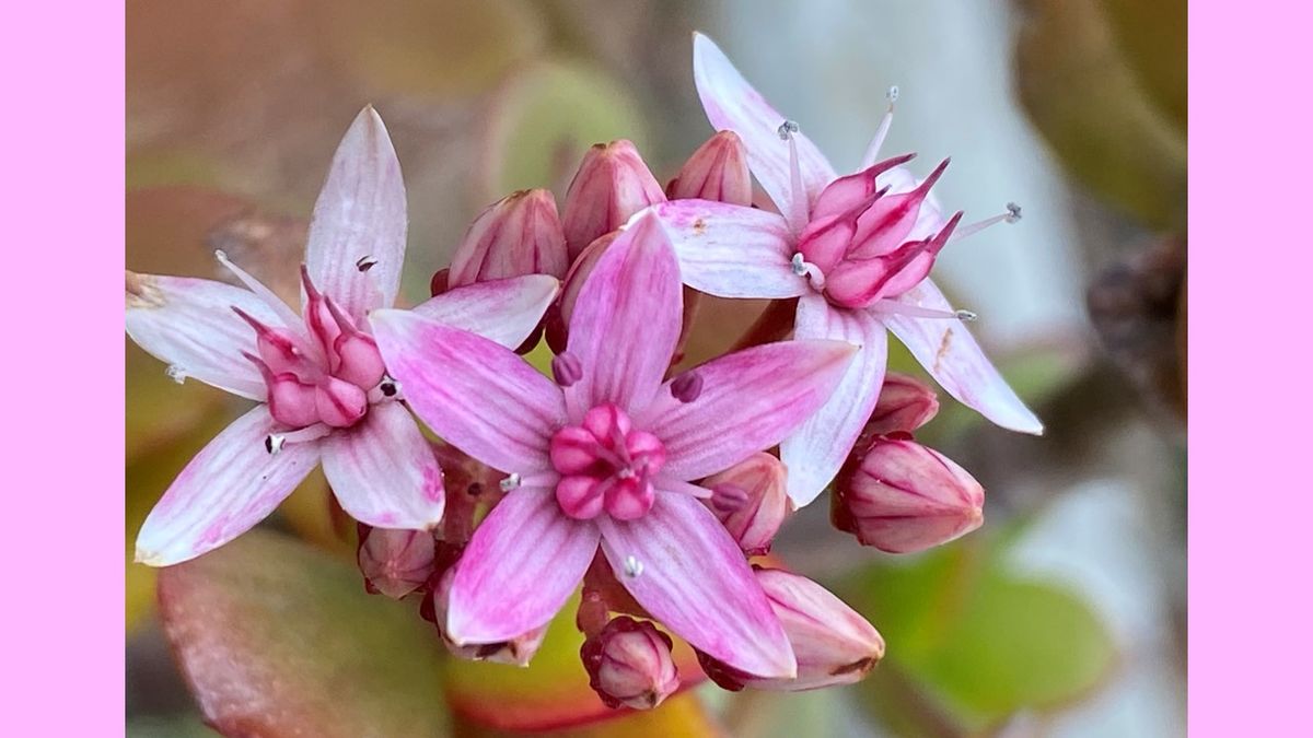 金のなる木の写真 by ジャノメエリカ 神奈川県二宮町吾妻山散策観察：ピンク色の花の