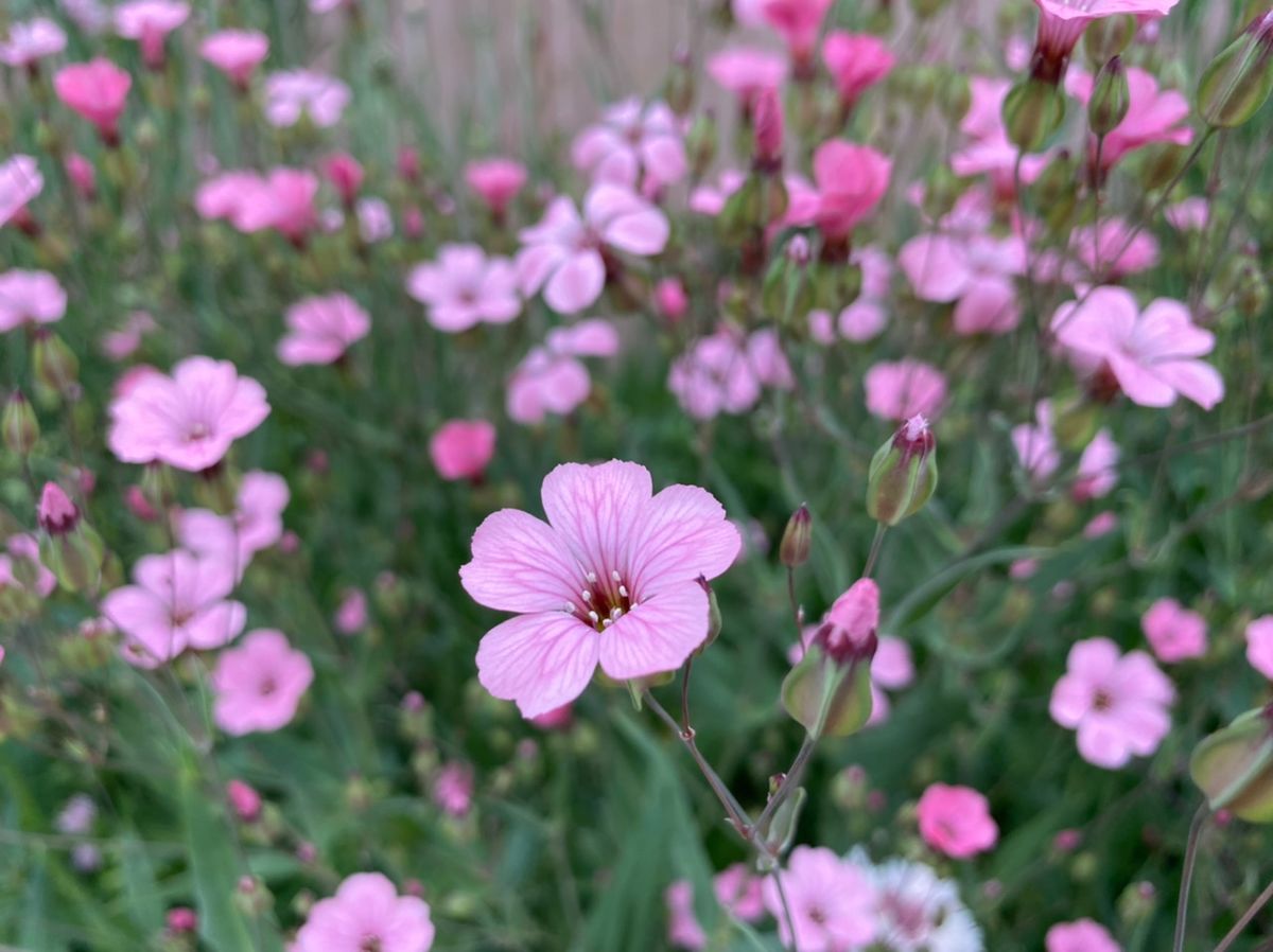 カスミソウの写真 by poem お花友達からピンクのかすみ草の種をいただきました♪ 花壇