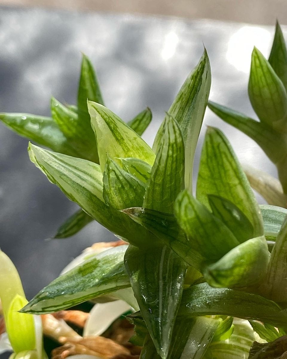 Haworthia sp. ハオルチア