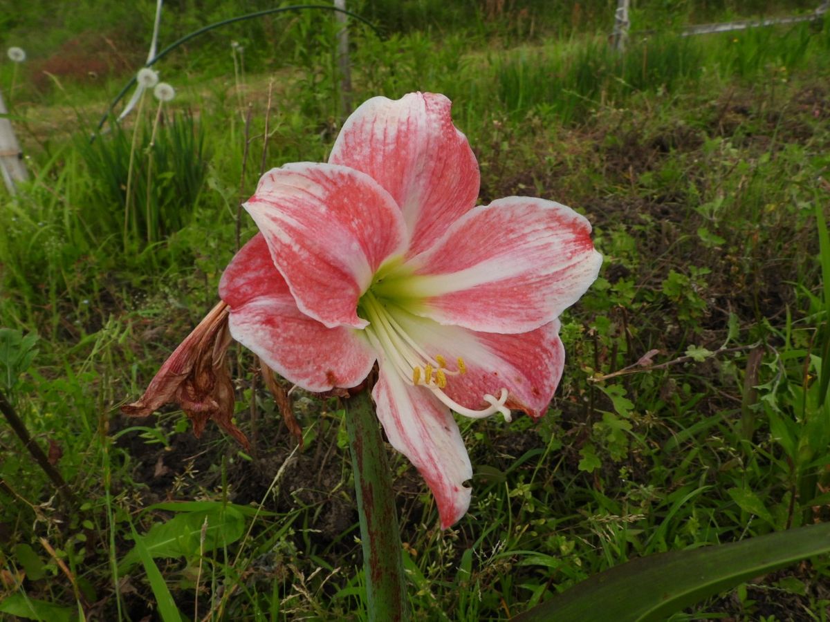 アマリリスの写真 by あけマサ 畑のアマリリスが、まだ頑張っていました。  6.3