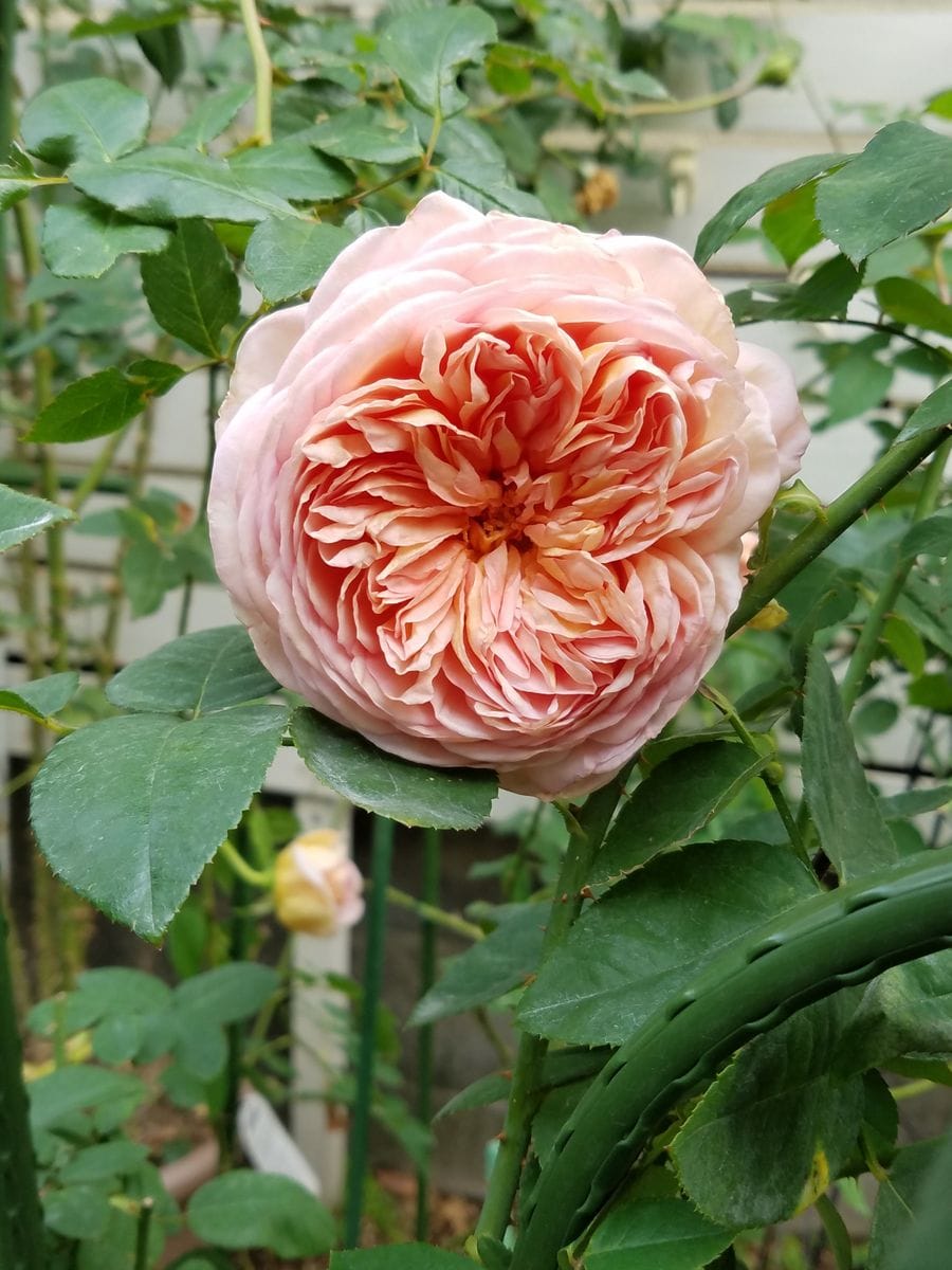 10センチ以上の花をたくさん咲かせてくれる アブラハムダービー 花友さんに挿し木した