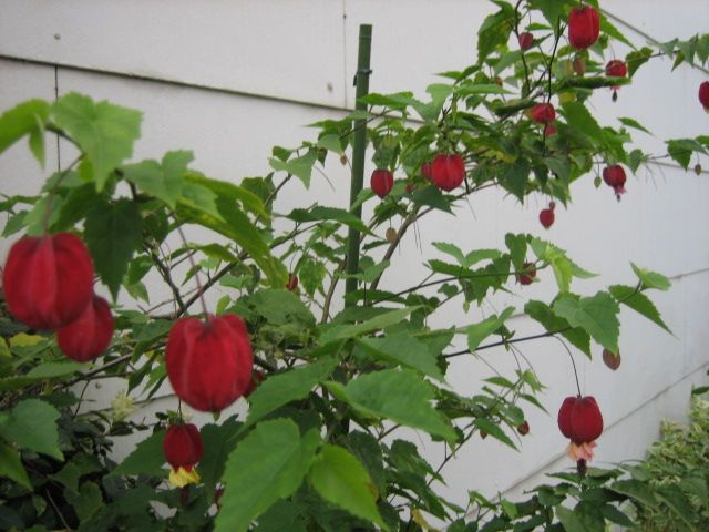 2021年9月22日 わが家のアブチロン（ｳｷﾂﾘﾎﾞｸ）の赤い花、10月いっぱいまで楽しめそう