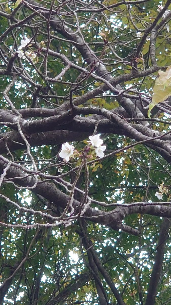 サクラの写真 by ぽよぽよくるみ ヤマザクラが狂い咲きしてました😯 しかも今年は開花