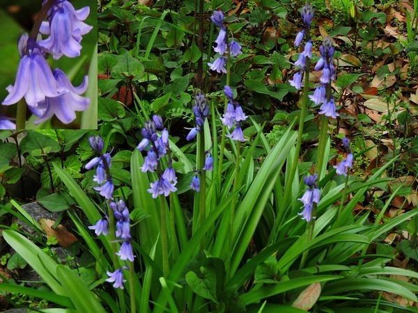 シラー・カンパヌラータ ユリ科ツルボ属の多年草 学名は Scilla campanulata。 英名は