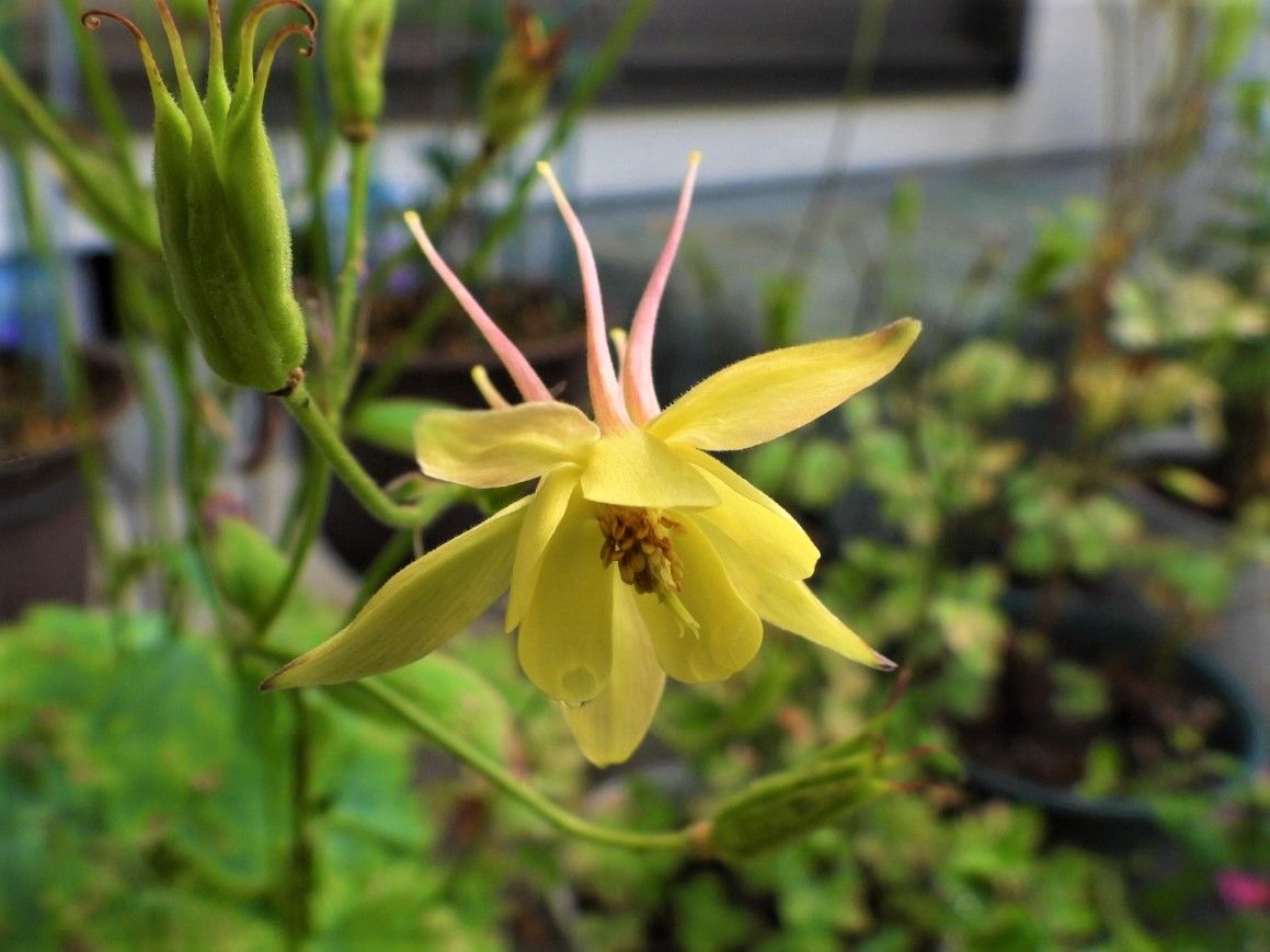 西洋オダマキの写真 by あけマサ 最後の花かな…頑張る西洋オダマキ。  5.17