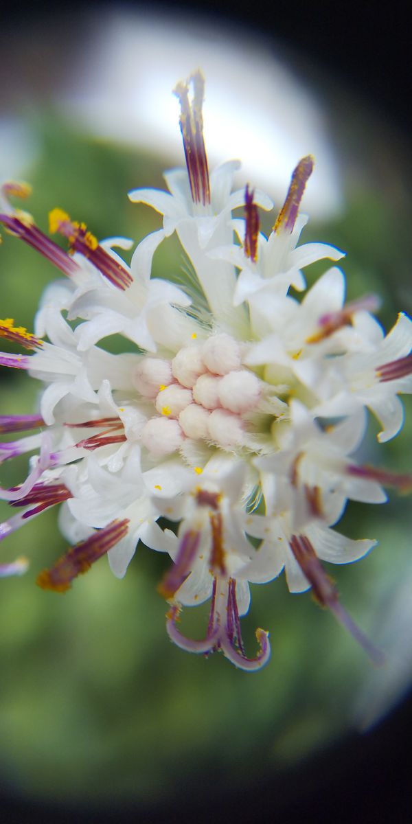セネシオ（多肉植物）の写真 by みつ蜜 エンジェルティアーズ錦の花 蕾は地味でしたが