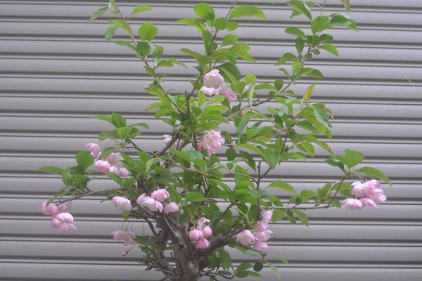  昨年から自宅の仲間になった【花海堂】元気に咲いて くれてます。