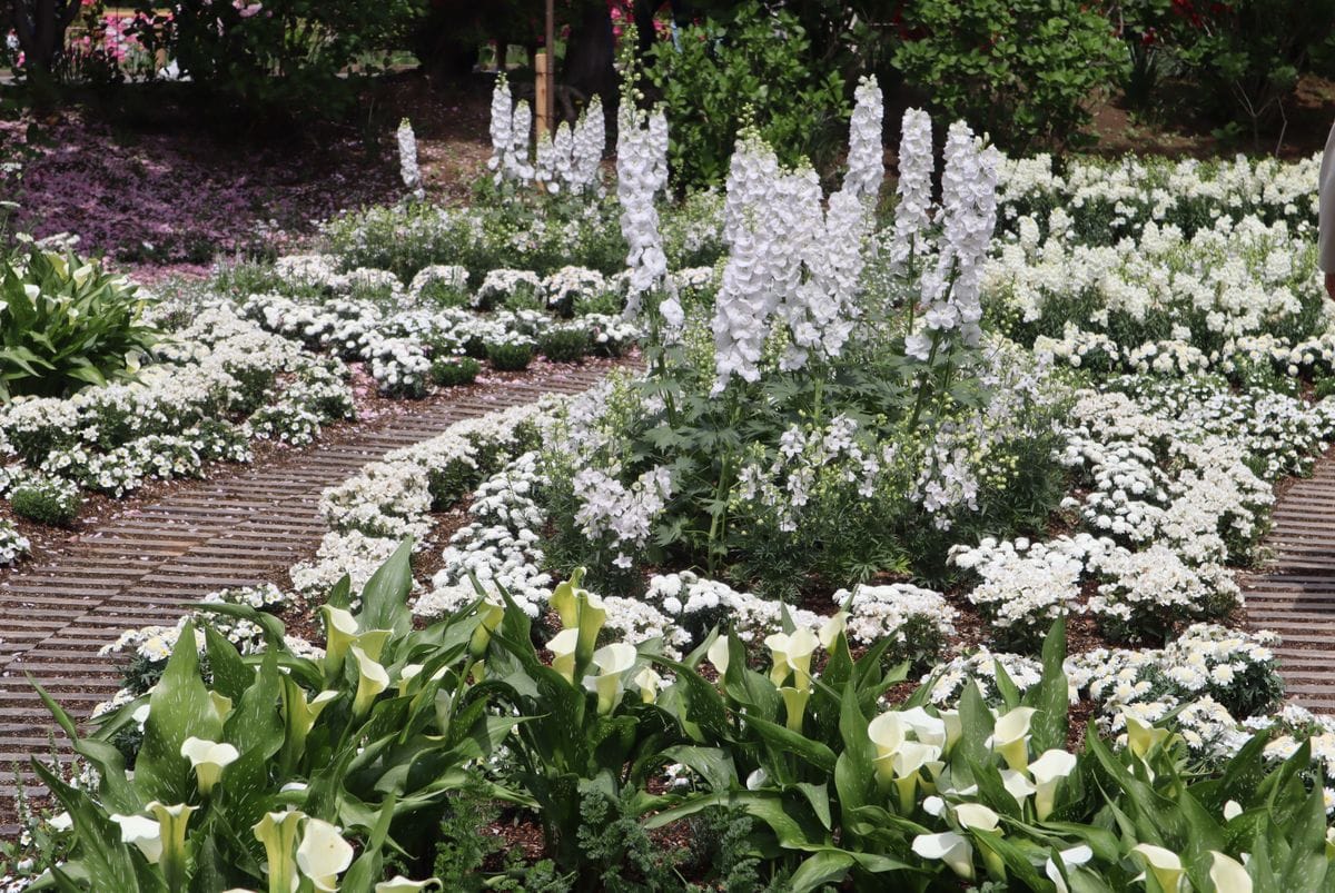 違う種類の花が白で統一されていて清楚な感じです。  あしかがフラワーパーク 2024/4/