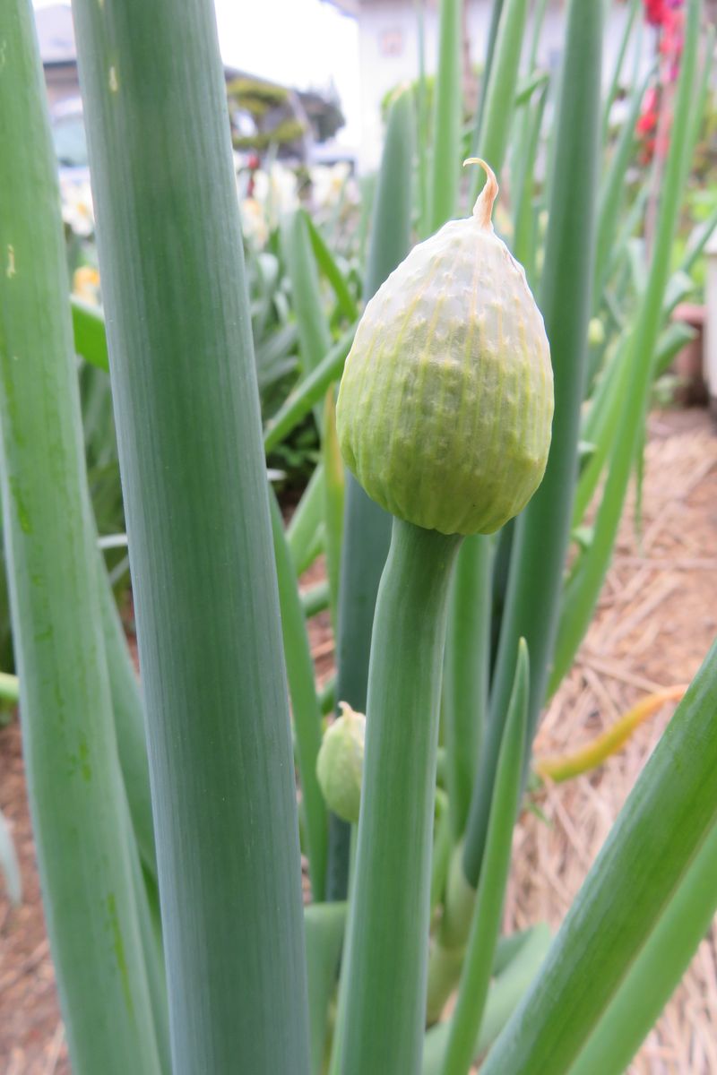 菜園の長ネギ、ネギ坊主が出来てます💦蕾がパンパンに膨らんで爆発しそうですが・・（