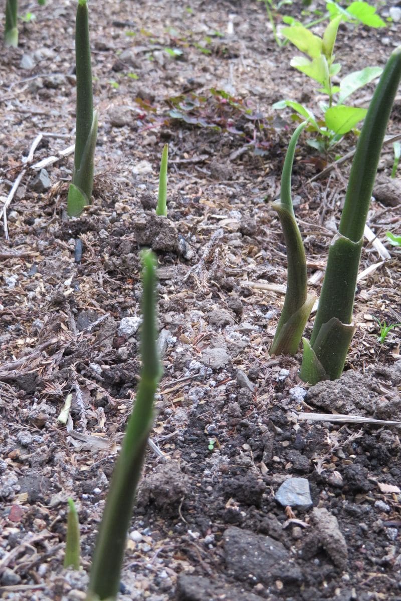 ミョウガが発芽しました。時期が来るとちゃんと土中から出て来るなんてすごいね～！