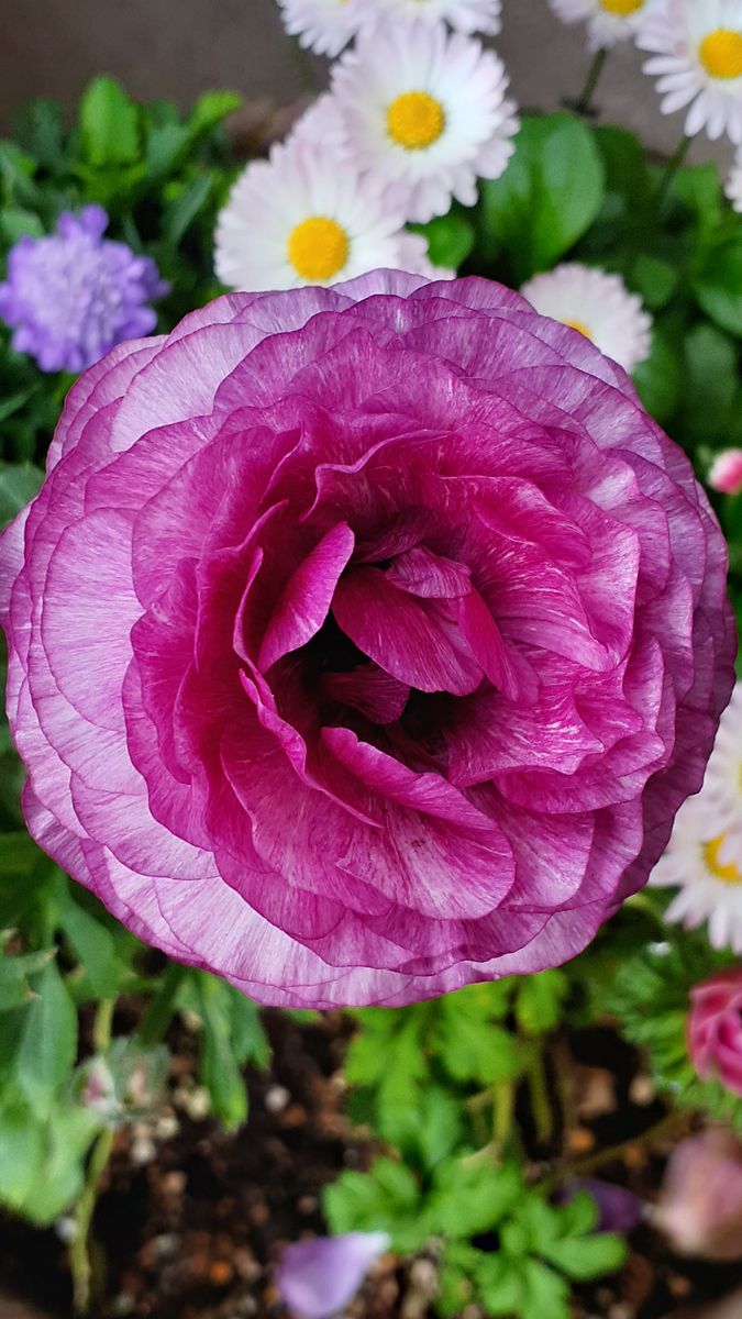 ラナンキュラス🌸 １株から多数の花茎が登り次々の開花❗  花びらに散るミクロの模様を