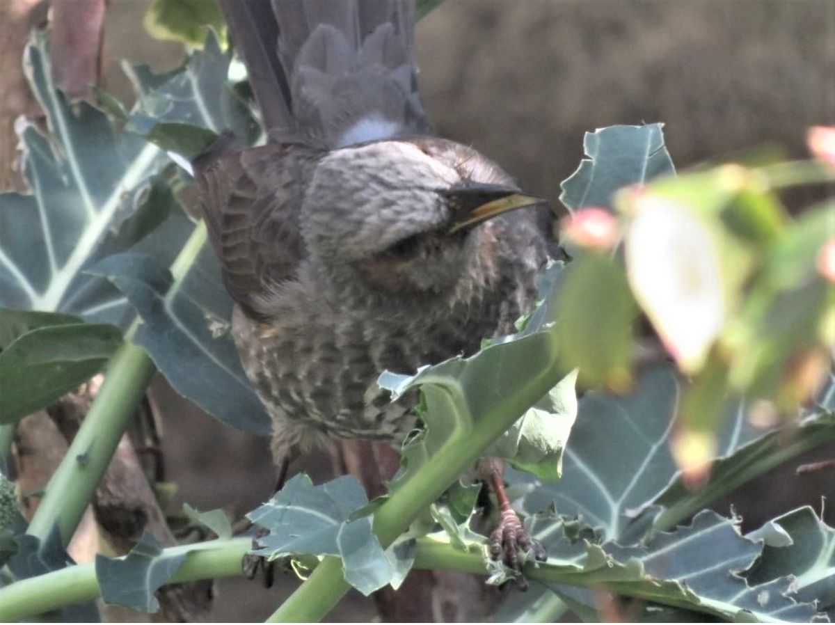 3⃣📷最後に、プロッコリーの葉っぱを食べまくる🐦ヒヨドリの姿