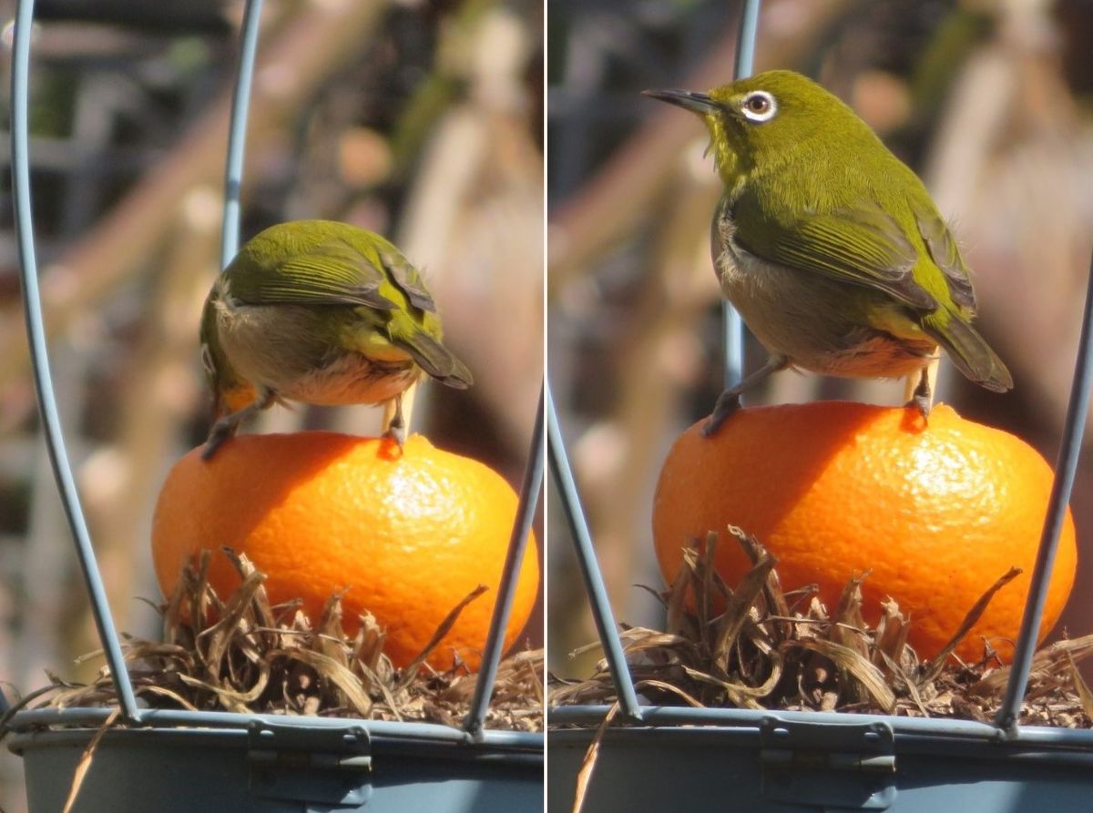 1⃣📷変わった餌場のミカンの上で、頭隠して尻隠さずの姿で食べるメジロくんの最後の姿