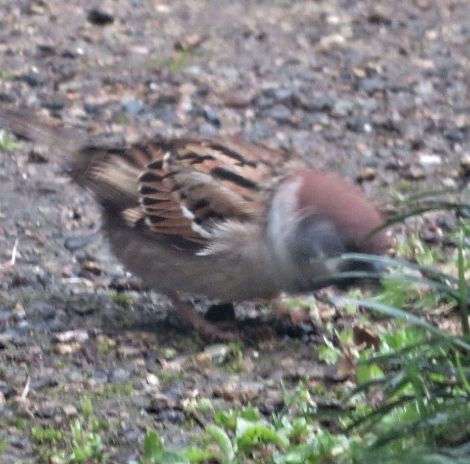 子虫を見つけた様子の🐦雀くん