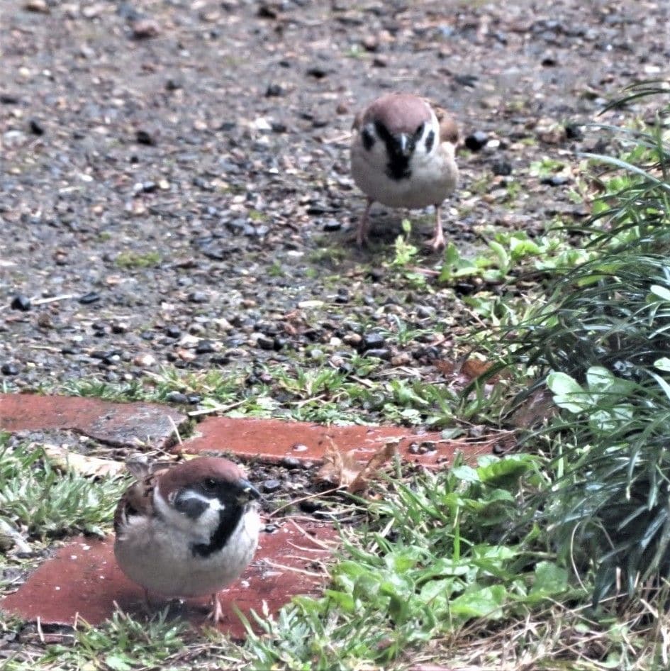 二羽の🐦雀は、番いかな❓