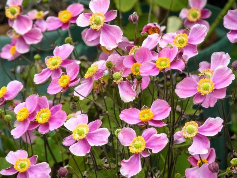 秋明菊（貴船菊）  矮性種。草丈30～40cmくらいで可愛いです。