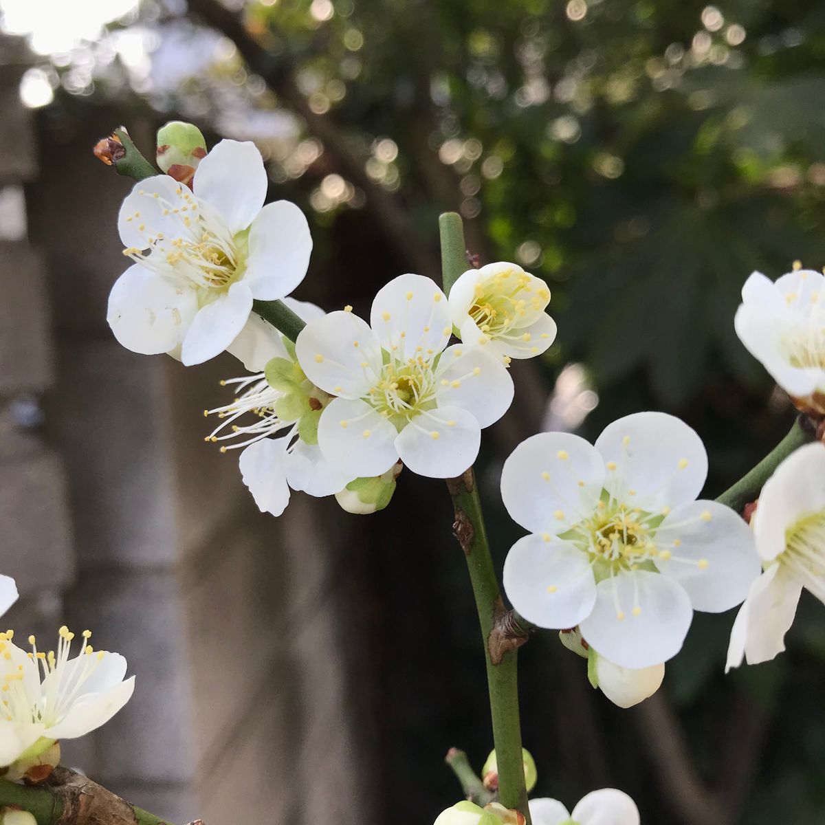 2021.2.13  今年も庭の梅が咲き始めました🌸 庭に出ると優しく甘い香りが風に乗ってふ