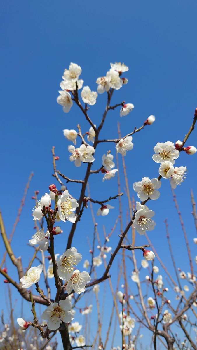 気温20度、5月並みの暖かさということで、梅が咲き始めました。