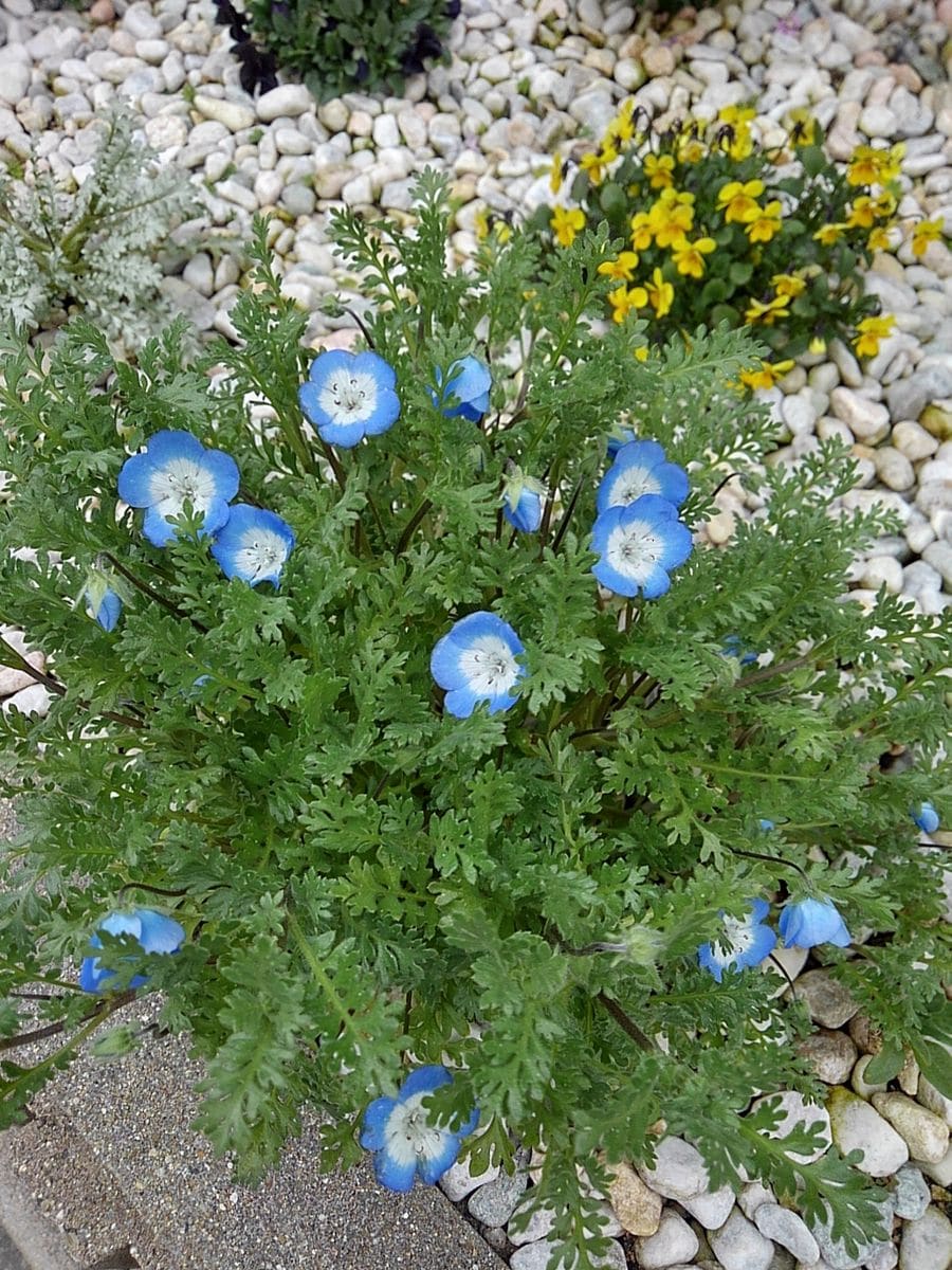 縦によく伸び株が引き締まり、ボリューム満点のネモフィラ。沢山開花しました。