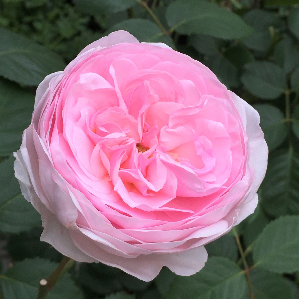 オリビア・ローズ・オースチン そろそろ終盤で花が小さくなってきましたが、この数日