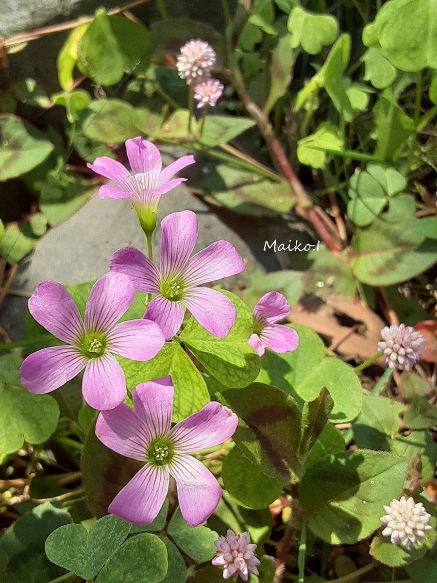 ヒメツルソバの写真 by さーかす書房 「おひさま」 陽を浴びて気持ち良さげに咲く、ム