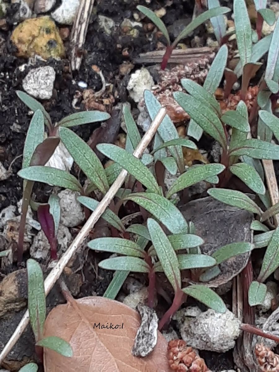 「植えた鉢には芽吹かず」 花の後、一年ほども放っておいた鉢。 見ると、たくさん芽吹