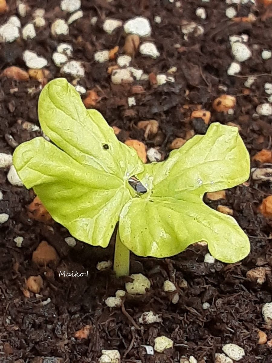 「朝顔 暁の露」 去年、取りためた種を植えました。 たくさん植えたのに、芽吹いたの