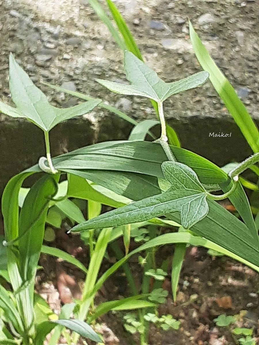 「これだから」 ツタ類も、書房庭に植えようと思っています。 手始めに育てているのが