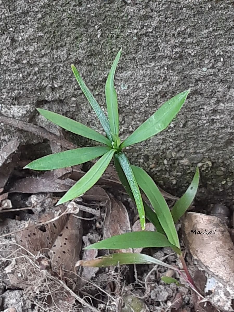 「謎解き」 以前に投稿した、頭に緑の球体をのせたままの謎の発芽。 長い間、そのスタ