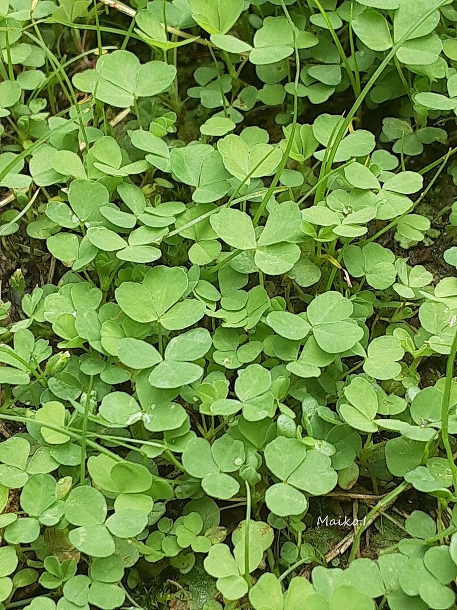 「カタバミ」 庭では馴染みの顔だけど、 こんなに芽吹く姿は、初めて。