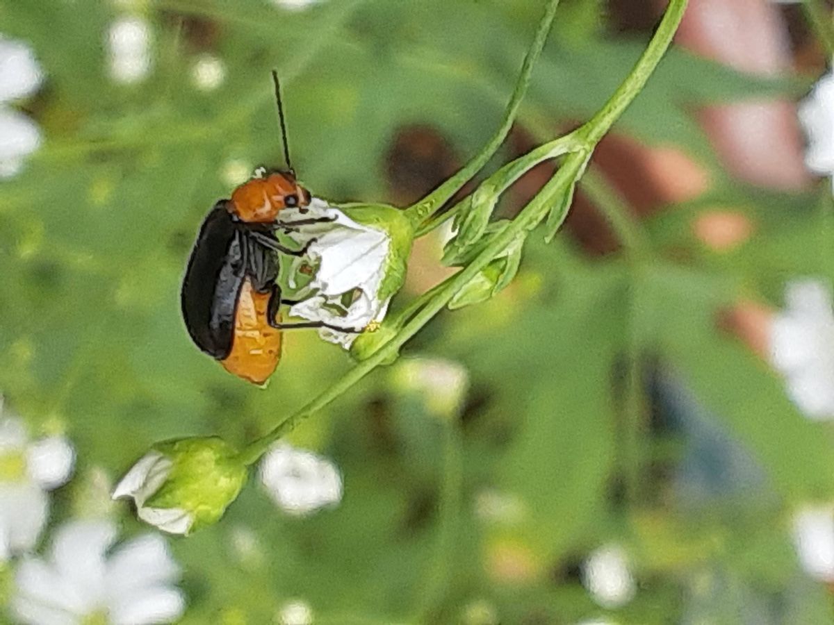 「ウリだけではあきたらず」 ウリハムシ、カボチャの葉と花を食い散らし、 今は、メロ