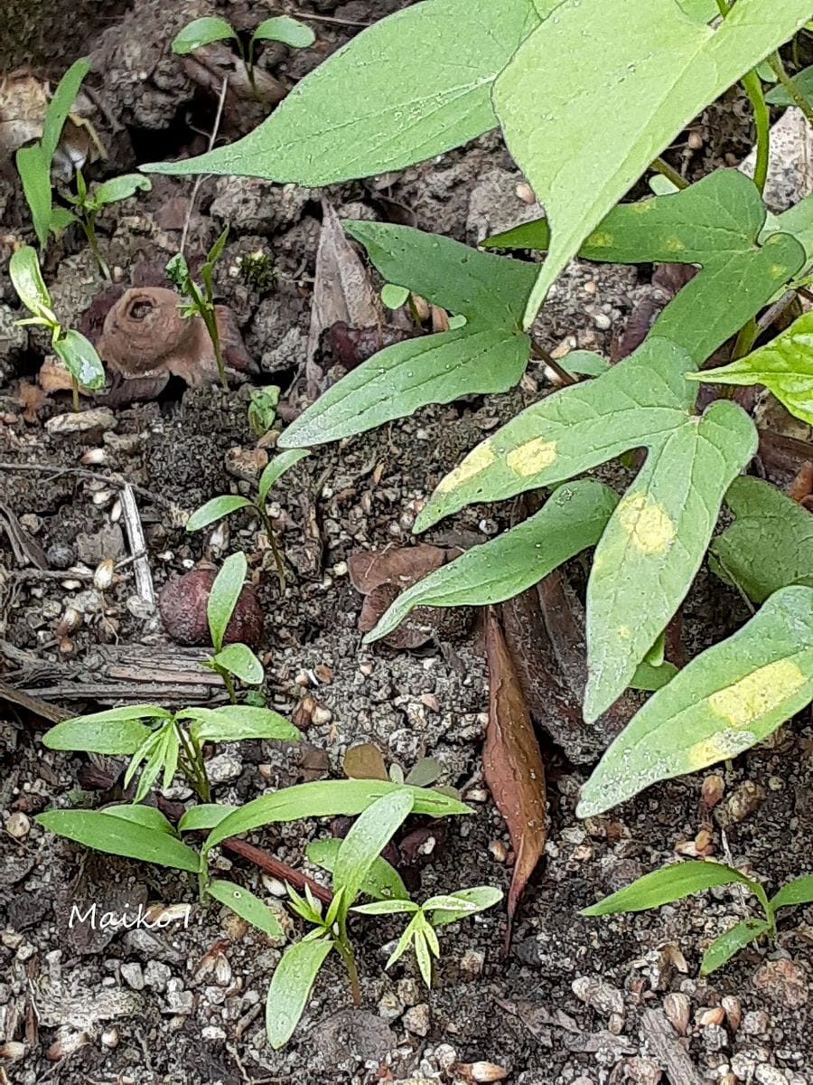 「やぶれかぶれ ニゲラ」 昨年、根気よく雑草の種を取り集めた。 大事に、色々、鉢に