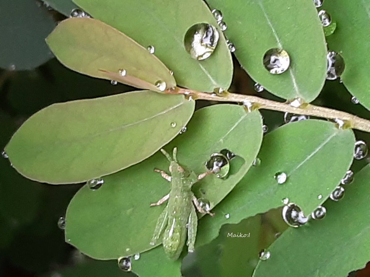 「コミカンソウと子バッタ」 葉の姿が好きで、育てているコミカンソウ。 雨の日、たく